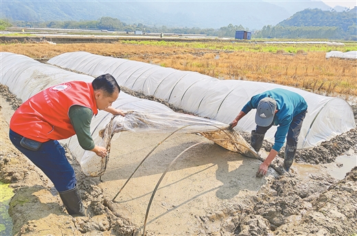 广西春耕种子和农用物资储备均超八成