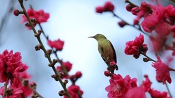 厦门：千余株桃花绘出春日画卷