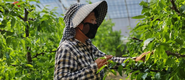 陕西渭南：新质生产力为现代农业蓄势赋能