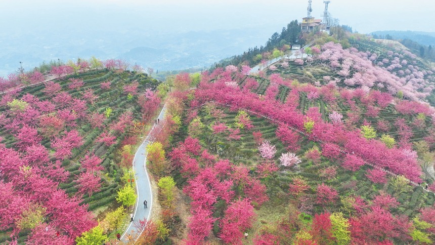 重庆江津：7000亩早樱 繁花漫山