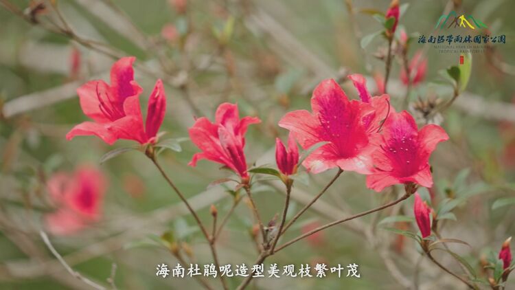 雨林秘境 | 既能上山又能下河的海南杜鹃
