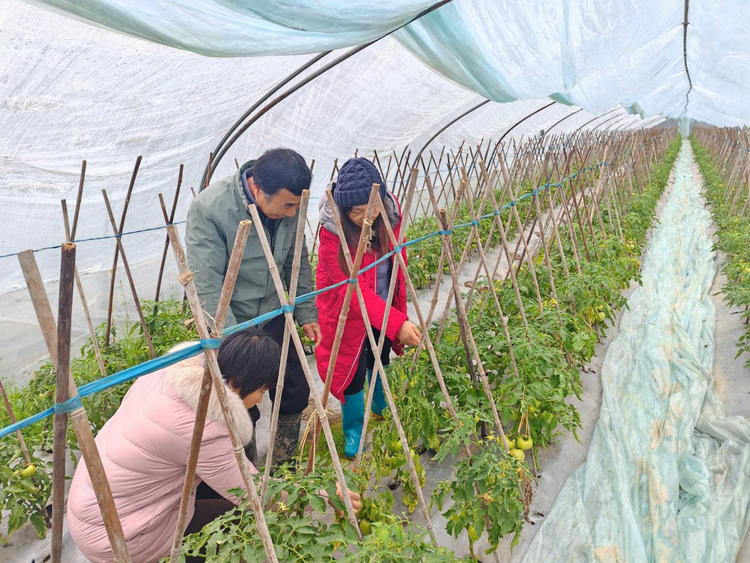 黄山市徽州区:农技人员田间“支招” 防寒抗冻稳生产_fororder_图片1