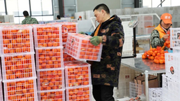 高质量发展“开门红” 重庆巫山晚熟柑橘出口超千吨