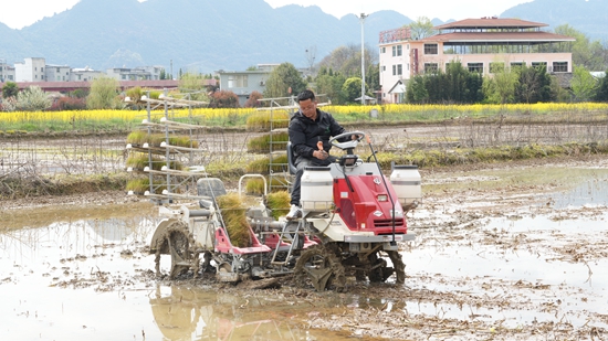 贵州思南：多年生水稻试验示范种植取得新突破_fororder_机械化移栽多年生水稻1（谢大龙 摄）.JPG