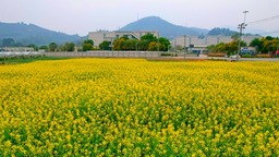 厦门：油菜花开春满园