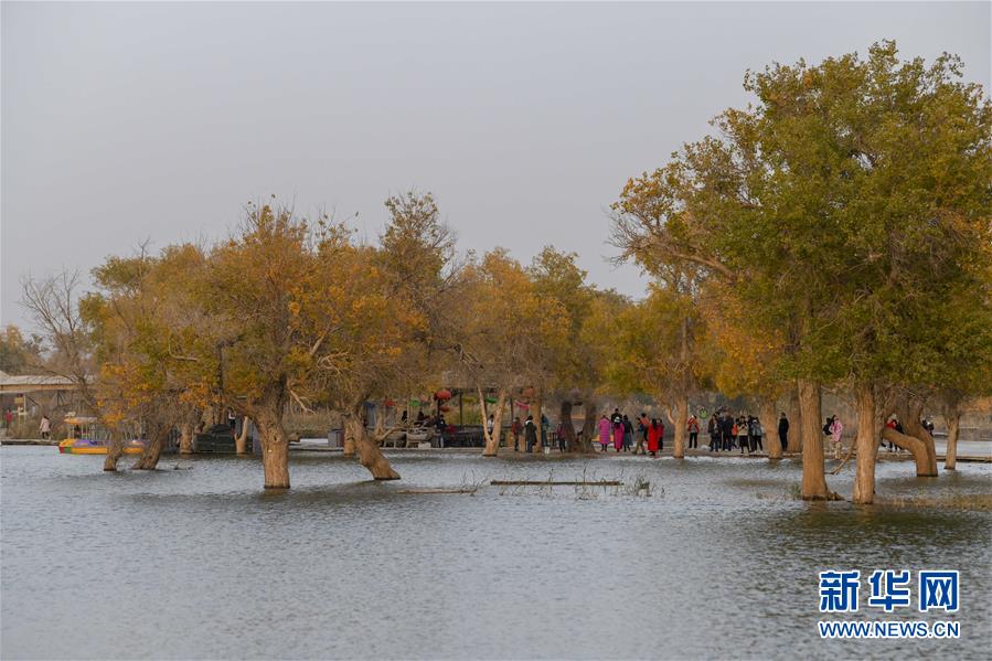 「新华网」醉美新疆金秋胡杨