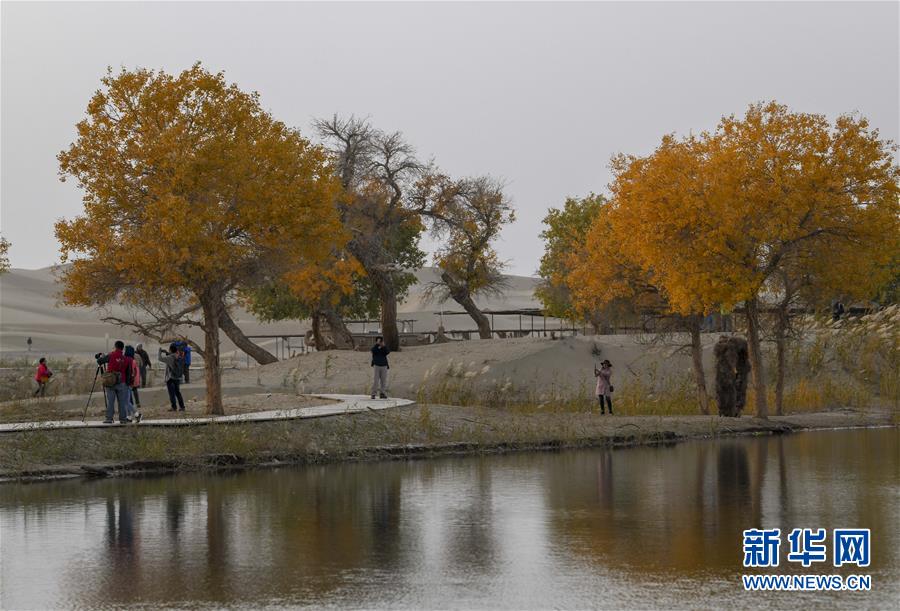 「新华网」醉美新疆金秋胡杨