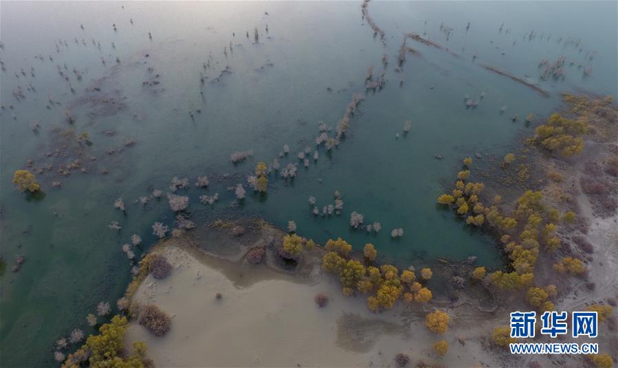 「新华网」醉美新疆金秋胡杨