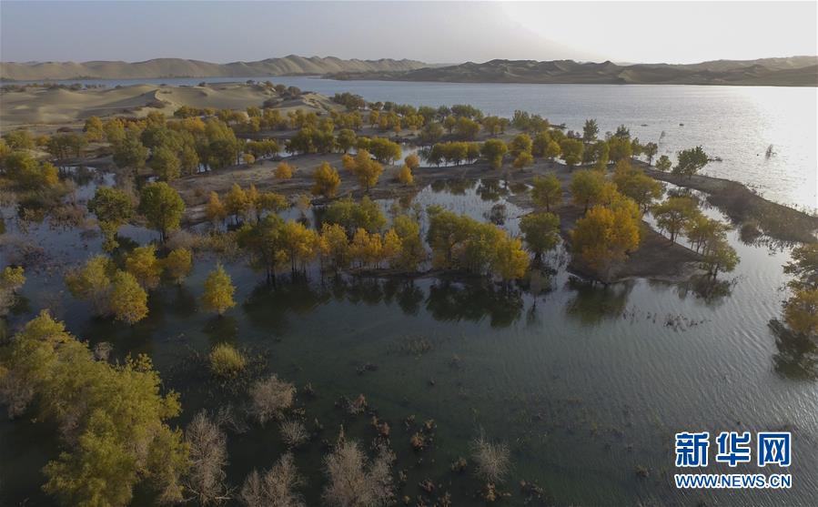 「新华网」醉美新疆金秋胡杨