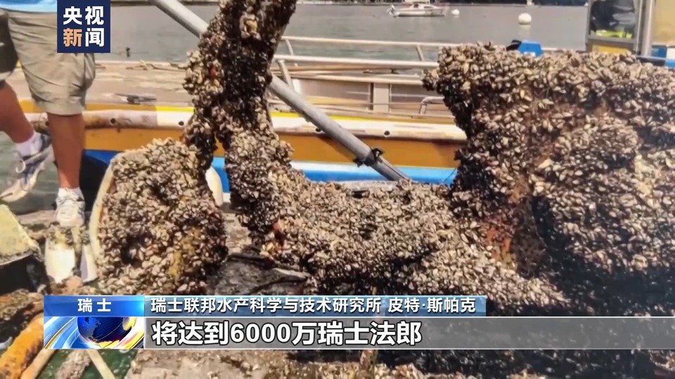 总台记者直击丨外来物种夸加贻贝大举入侵瑞士湖泊