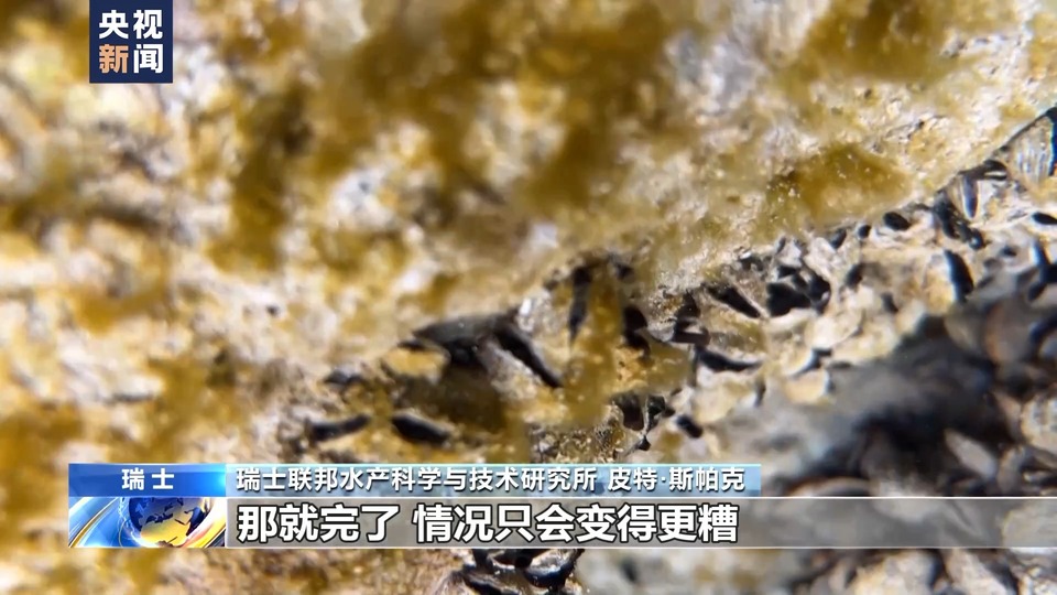 总台记者直击丨外来物种夸加贻贝大举入侵瑞士湖泊