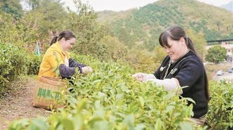 多元昭平茶 飘香国内外 ——昭平县提升茶产业发展水平观察