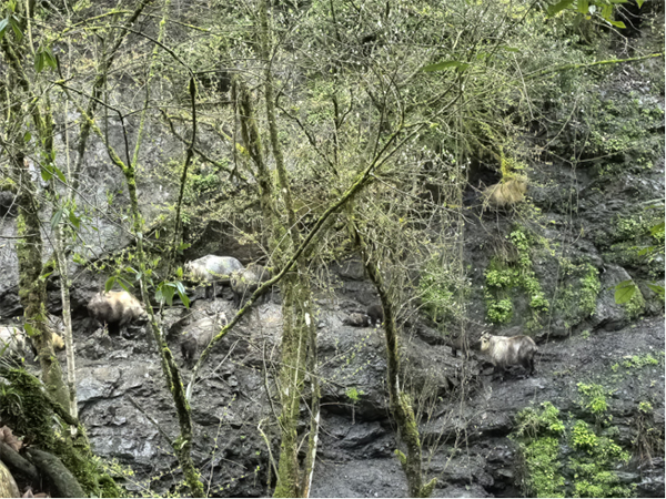 (英文)“一级国宝”羚牛在崇州市悠闲“遛娃”_fororder_未标题-1