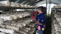 （供稿）贵州镇远羊场镇：40万棒香菇迎丰收