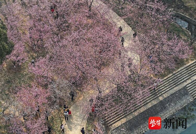 赏樱正当时！南京中山植物园早樱如云似霞
