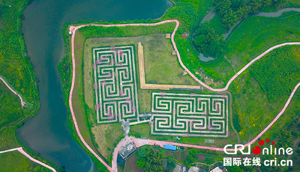 图片默认标题_fororder_航拍的“玫瑰迷宫”