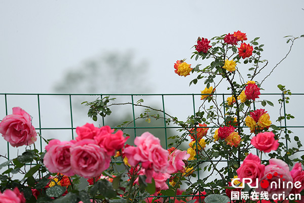 图片默认标题_fororder_雨后玫瑰更娇艳[1]