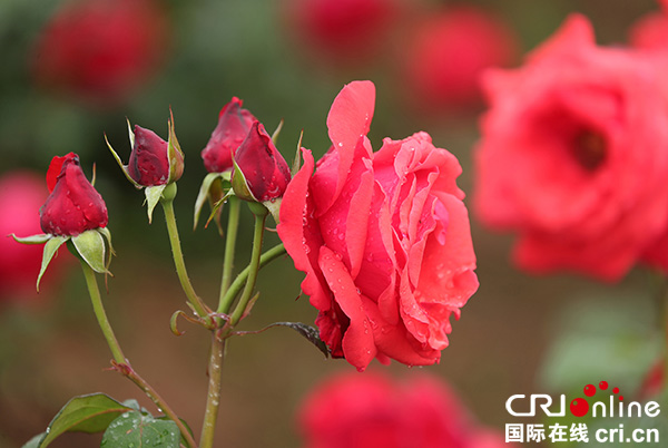 图片默认标题_fororder_雨后玫瑰更娇艳[2]