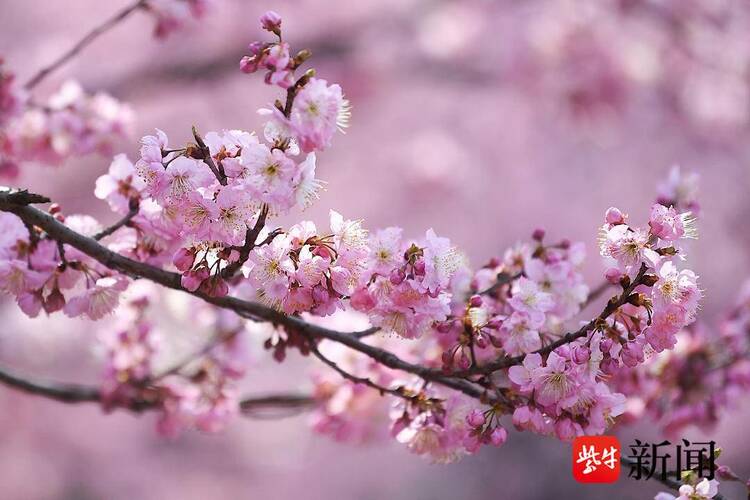 赏樱正当时！南京中山植物园早樱如云似霞