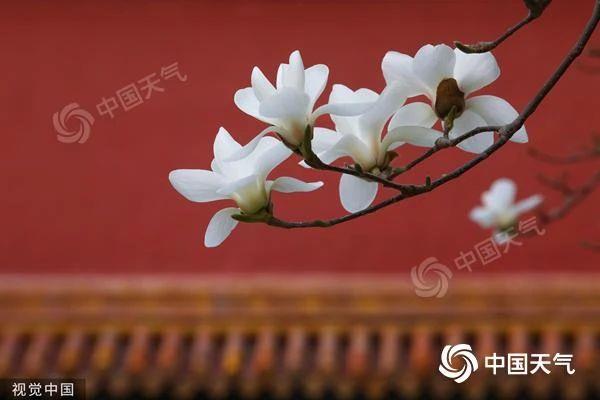 春天去哪儿看花?这份全国春日赏花地图带你找找灵感