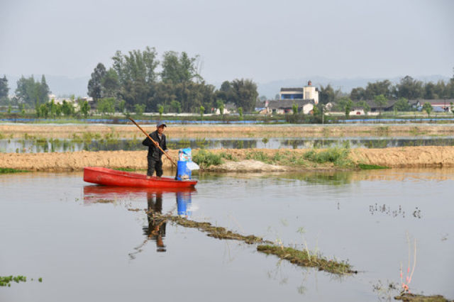 （导航成都）稻田里撑船