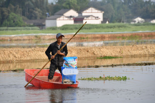 （导航成都）稻田里撑船