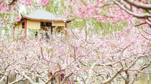 Tianjin: Spring is the right time for flowers to bloom