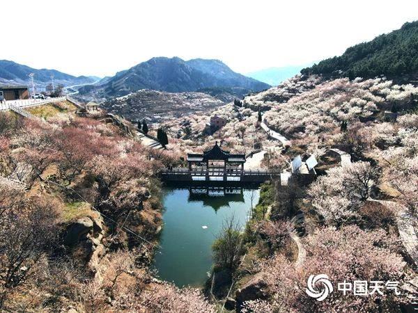 春天去哪儿看花?这份全国春日赏花地图带你找找灵感