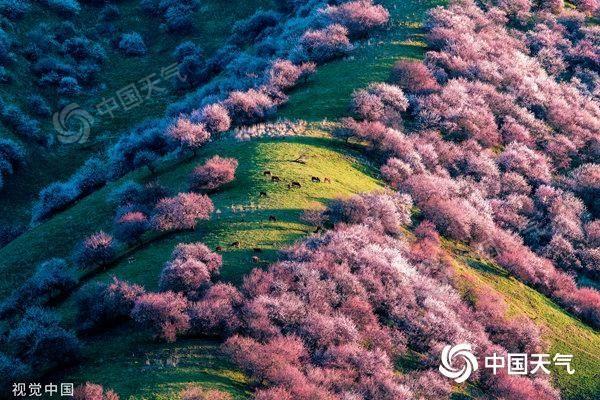 春天去哪儿看花?这份全国春日赏花地图带你找找灵感