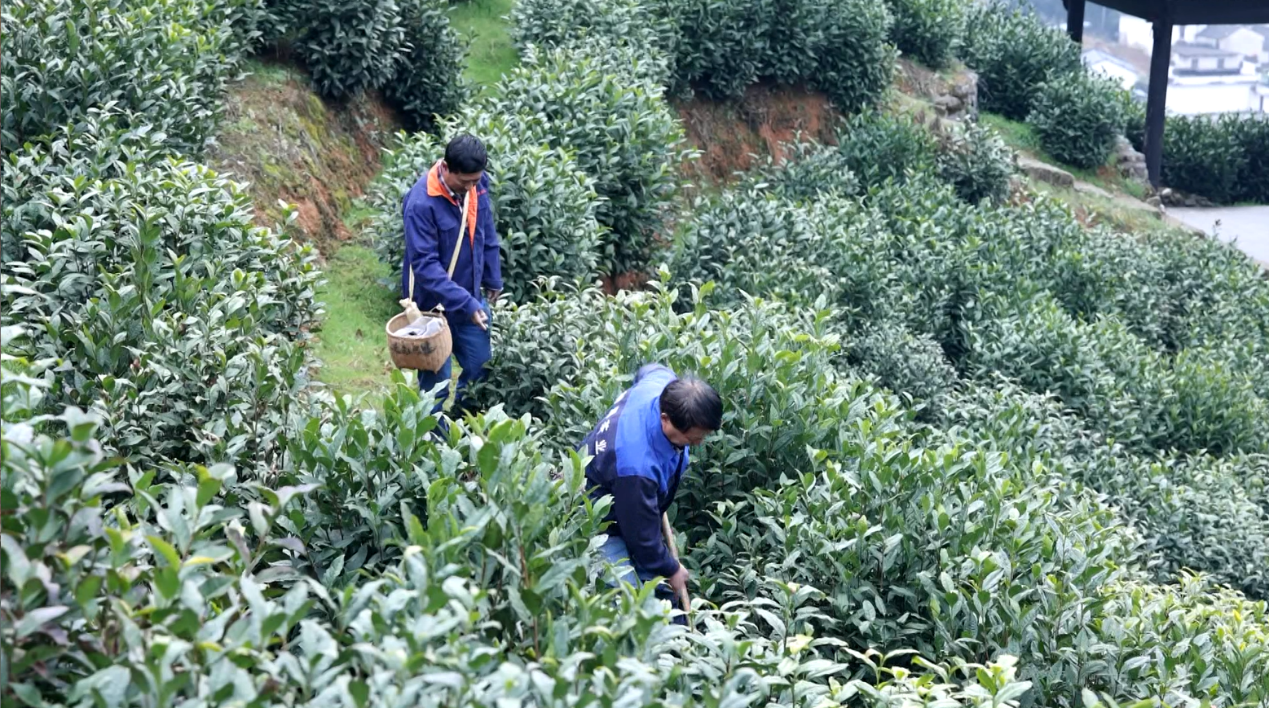 黄山市徽州区:下好“先手棋” 保障春茶提质增收_fororder_图片1