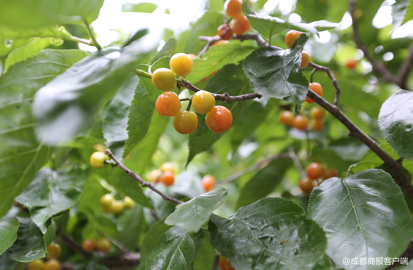 （导航成都）震后十年汶川车厘子出游记：90后羌族美女让车厘子“梦想插电”登上全民餐桌