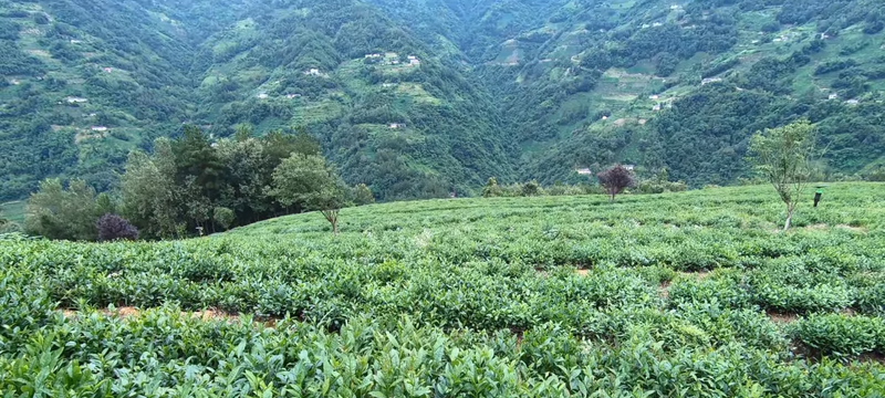 【陕耀国际·38期】一口新茶一眼美景 “秦巴明珠”让外籍博主流连忘返