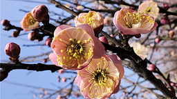 【春日里的河南】周口郸城：梅花朵朵开 只把春来报