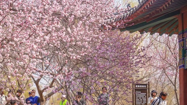  The 33rd Tianjin Canal Peach Blossom Culture Trade Tourism Festival Opens