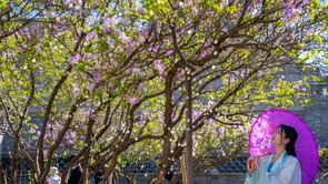 呼和浩特：丁香花开绽芬芳