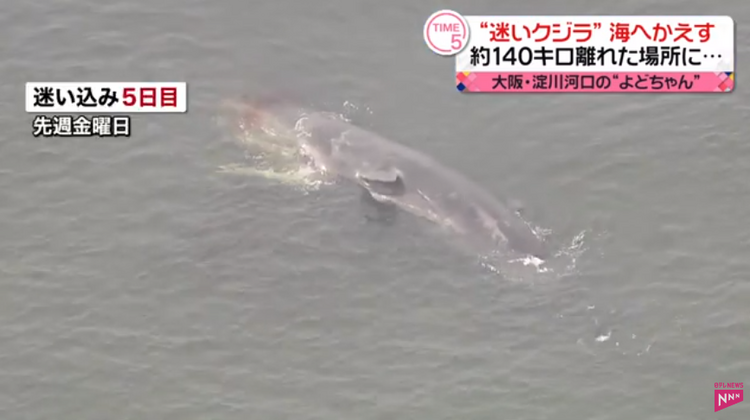 日媒称大阪湾生态境遇发生异变：纤细鲸鱼迷道亡故 捕捞量锐减