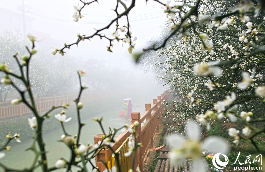 福建漳州:春赏枳实 香飘土楼