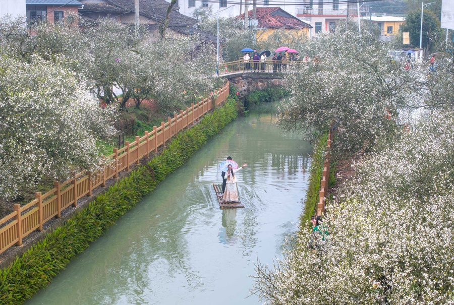 福建漳州:春赏枳实 香飘土楼