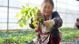 贵州盘州：90万粒马铃薯“原原种”繁育完成