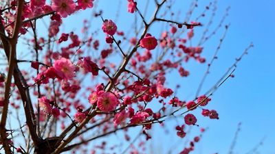 Best Time for Enjoying Plum Blossoms_fororder_图片1
