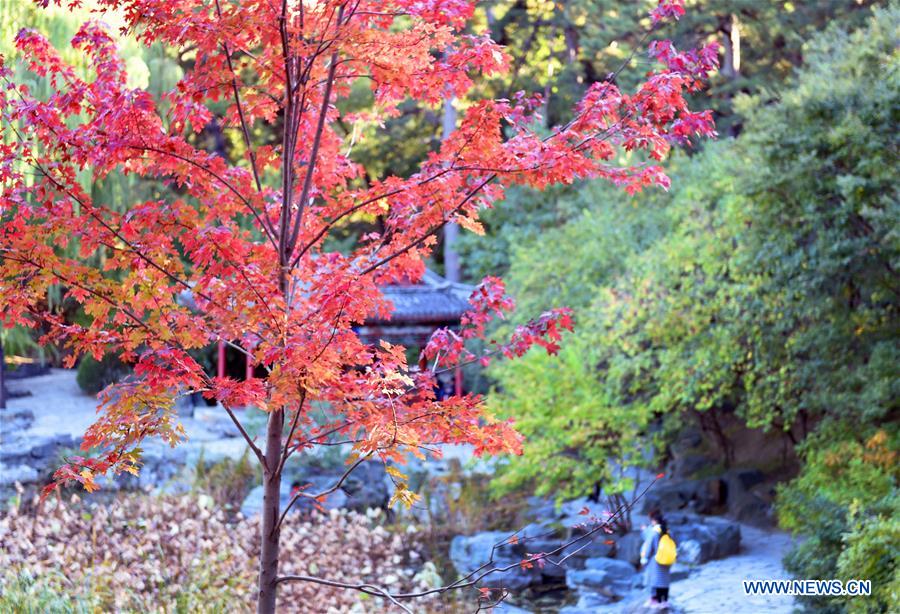 Autumn scenery at Xiangshan Park in Beijing