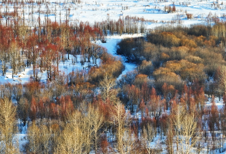 内蒙古根河：春雪映红柳_fororder_在白雪的映衬下红毛柳熠熠生辉