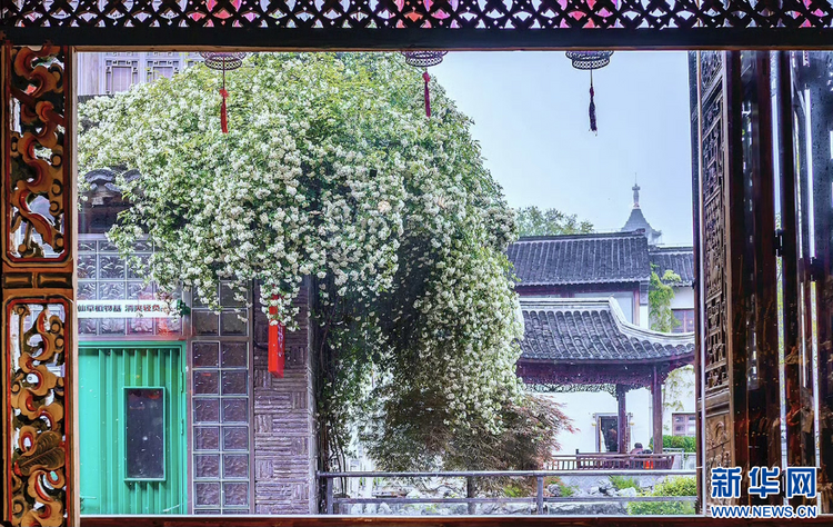 南京:木香花开 藏在小巷里的“春天”也很美
