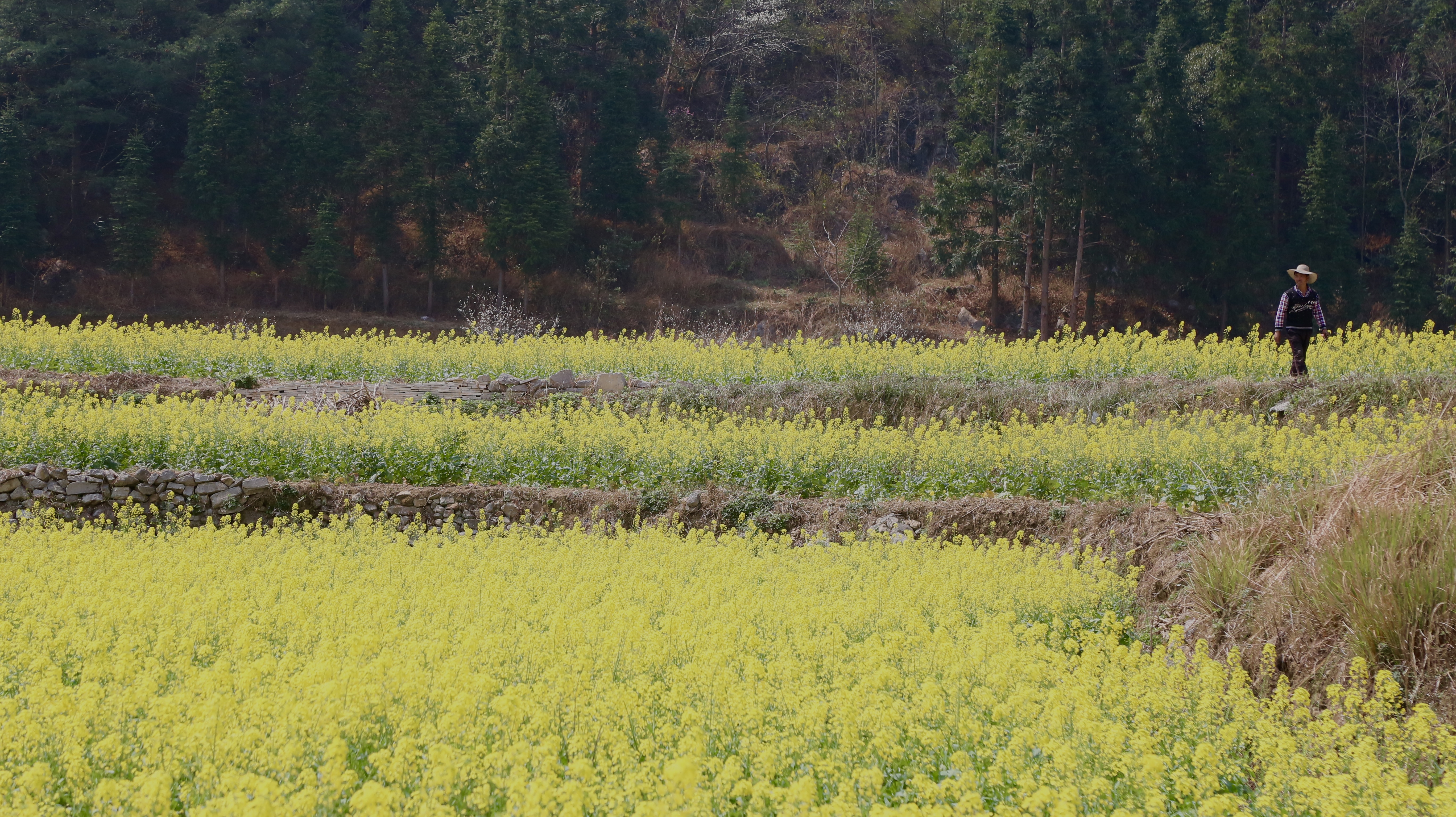 贵州水城陡箐“三朵花” 接二连三富农家