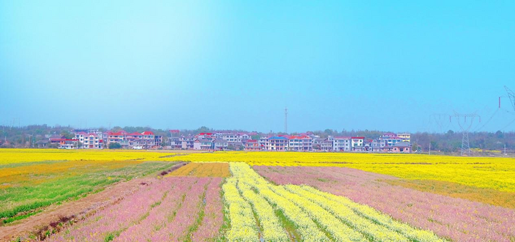 【城市联盟】南昌经开区樵舍镇:油菜花开春意浓 多彩乡村入画来_fororder_图片2