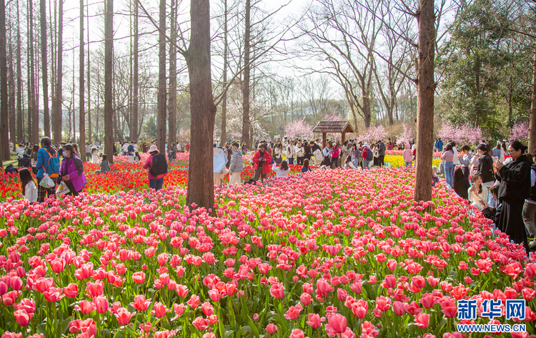 南京中山植物园：郁金香“盛装登场” 斑斓花海春天有约