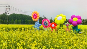  Hundreds of acres of rape flowers bloom in the riverbank flower field tour in Daliang Town, Wuqing District, Tianjin