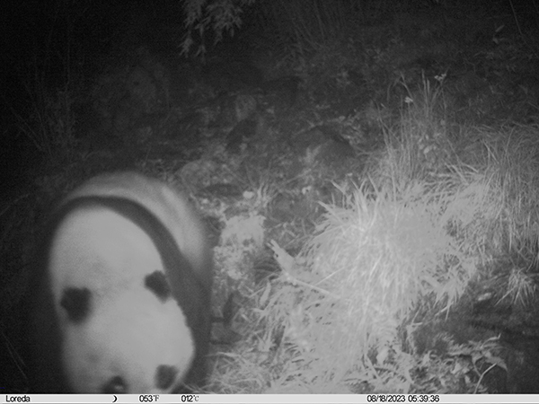 大熊猫国家公园大白包区域首次捕捉到熊猫母子同框画面_fororder_2023年8月18日拍摄