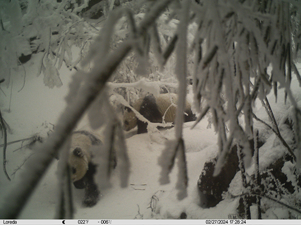 大熊猫国家公园大白包区域首次捕捉到熊猫母子同框画面_fororder_2024年2月27日拍摄