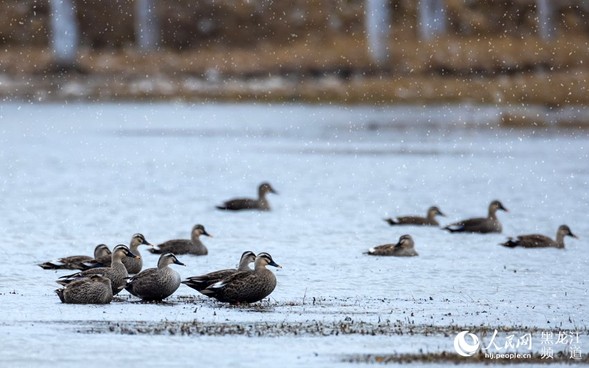 齐齐哈尔哈拉海湿地降初雪 天鹅大雁“撒欢儿”雪舞
